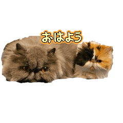 Aya_20260513141133