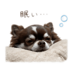 chocomaru_20260513151855