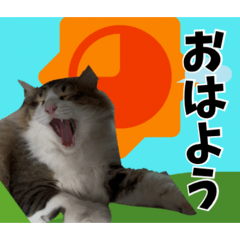 peterwaka_20260513124334