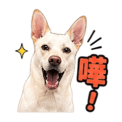 抖宅的好心情