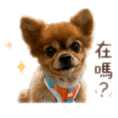洪達菲1