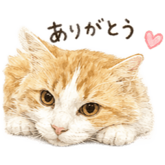 nico_20260513134702
