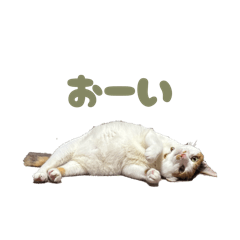 ayuchan_20260513153949