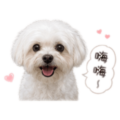 洪妹妹(小狗