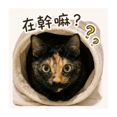 小花貓貓貓