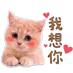 初八-女生版