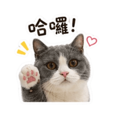 貓貓歐摸2