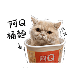 Q寶 qq