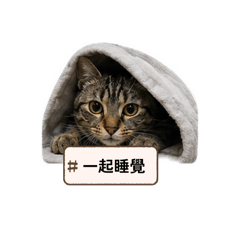 小努日常