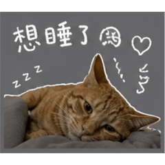 大胖提米