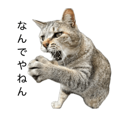 yout_20260513161218