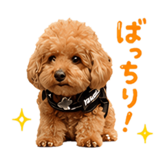 sassy poodle