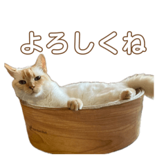 spam-bell_20260513162341