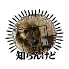 日常スタンプゴン