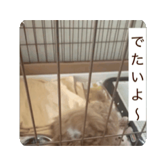 ARU_20260516230214