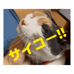 Kyotaro_20260517000204