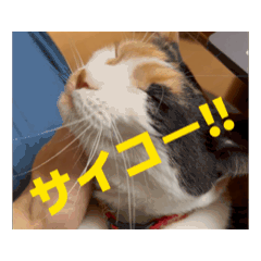 三毛猫のアニメーションスタンプ