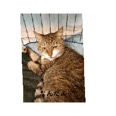 cat_20260517081232