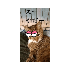 cat_20260517082536