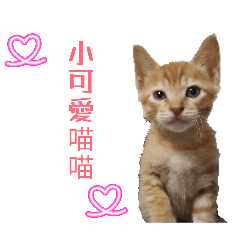 蔡喵喵喵喵
