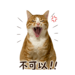 珈貓日常