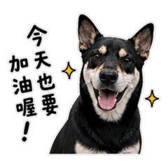 妞妞犬の日常生活