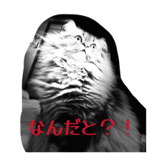 ao_20260503182519