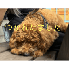 CYACYAMARU_20260513150458