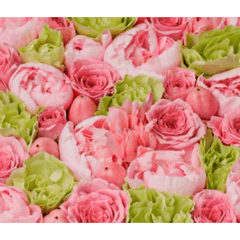 applemama_20260513150915