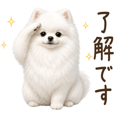 All year round! White Pomeranian