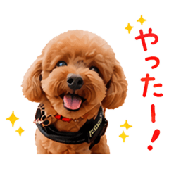 Energetic poodle