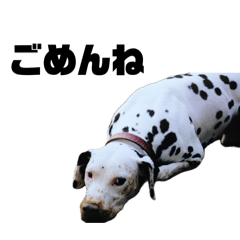 VESGORI_20260513170541