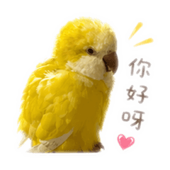 黑油ou