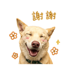 林元元