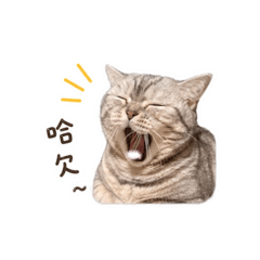 ^^cat^_^茶