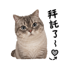 小短腿貓咪日常