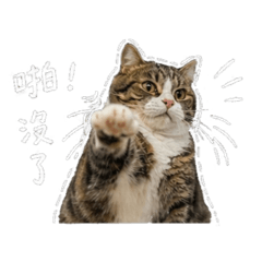 卡襪伊