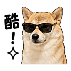 柴犬貼圖（tim)