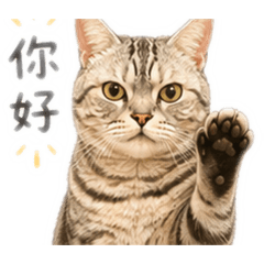 臭臉美短