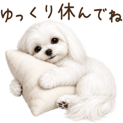 Maltese for year-round use!