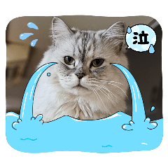 CAT_20260513160812