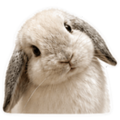 Parm the Bunny