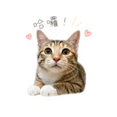 德財寶寶！
