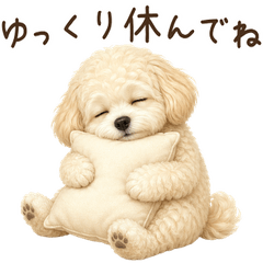Maltipoo for year-round use!