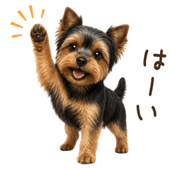 Usable all year round! Yorkshire Terrier
