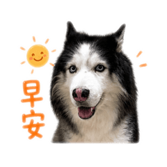 迪迪的日常用語