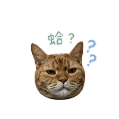 啊喵常用