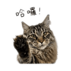 緬因貓的一天
