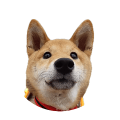 小熊狗