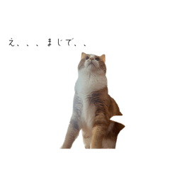 mma---_20260513190734